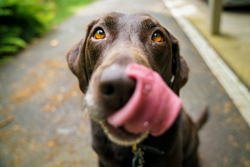 A happy dog engaged in play