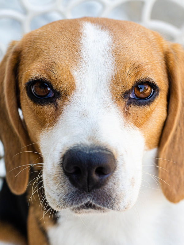 Is your dog actually bored? 7 signs to watch